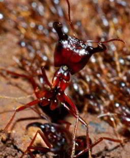 Pensamientos sobre Resiliencia Organizacional