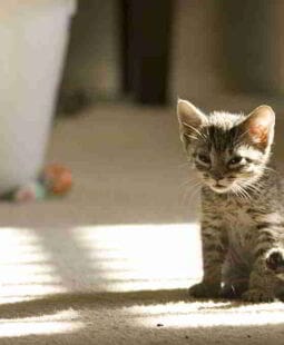 Banco de tiempo para el cuidado de animales en España. Proyecto