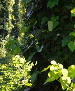 El Medio Ambiente como factor determinante de la actividad humana y empresarial