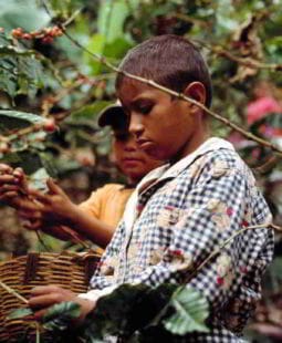 Explotación laboral infantil en México