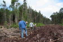 De cómo Borneo ya tuvo su propio cambio climático hecho por manos humanas