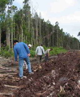 De cómo Borneo ya tuvo su propio cambio climático hecho por manos humanas