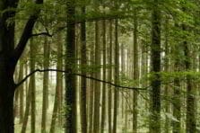 Sustentabilidad y tecnología verde, cuidando el planeta desde la oficina