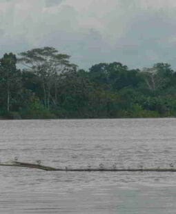 La Selva del Amazonas, el Pulmón del Mundo