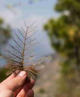 Objetivos de Proyectos Forestales: Modificando conceptos y paradigmas