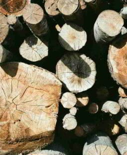 No acabemos con los Árboles. Evitemos las catástrofes ecológicas