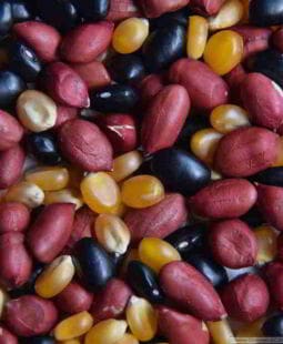 Pluricultura, Multiculturalismo e Infomulticulturalidad