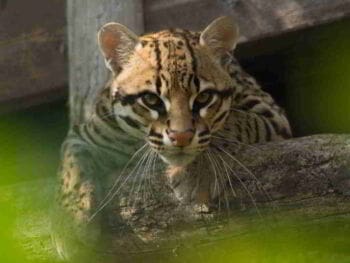 Comportamiento del Leopardus pardalis en un centro de conservación en Colombia