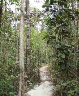 El Homo predator en Borneo