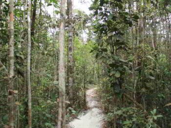 El Homo predator en Borneo