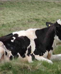 Teoría de la producción de Carne y su manejo en salud pública