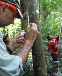 Cacao en Perú. Tesoro de la biodiversidad amazónica para el mundo