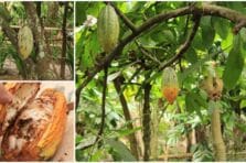 Cooperativismo como modelo asociativo sostenible para una economía de escala Cooperativismo como modelo asociativo sostenible para una economía de escala