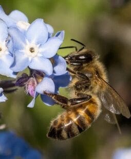Las abejas nada tienen que celebrar