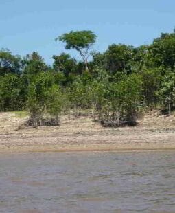 El Amazonas. El mayor reservorio de agua dulce del planeta y la amenaza de sequía