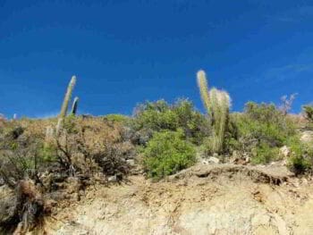 Día mundial de lucha contra la desertificación