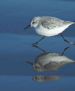 Día Mundial del Medio Ambiente, datos y curiosidades medioambientales