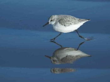 Día Mundial del Medio Ambiente, datos y curiosidades medioambientales