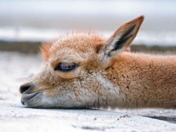 En el Día del Campesino: Reflexiones sobre la vicuña