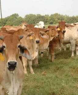 Las 10 razas ganaderas de carne más rentables en Sudamérica