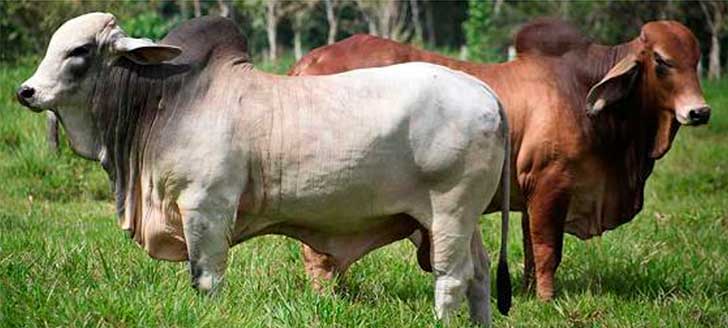 Las 10 razas ganaderas de carne más rentables en Sudamérica - 1. Raza Brahman