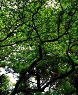 Proyecto Forestal para el desarrollo del mercado local de madera en Cuba