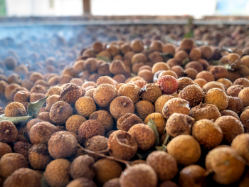 Pérdidas postcosecha en la cadena agroalimentaria y estrategias de prevención Pérdidas postcosecha en la cadena agroalimentaria y estrategias de prevención